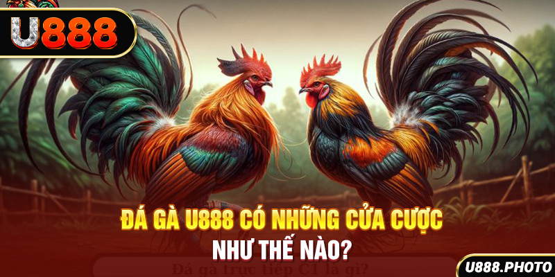 Đá gà U888 có những cửa cược như thế nào?