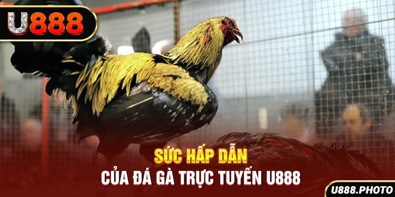 Sức hấp dẫn của Đá gà trực tuyến U888 